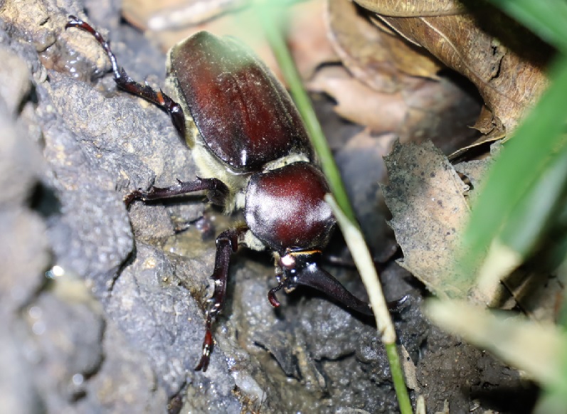カブトムシ♂_No．9のクヌギ_クワガタ達のオアシス _2023年6月16日20時50分気温22.5度